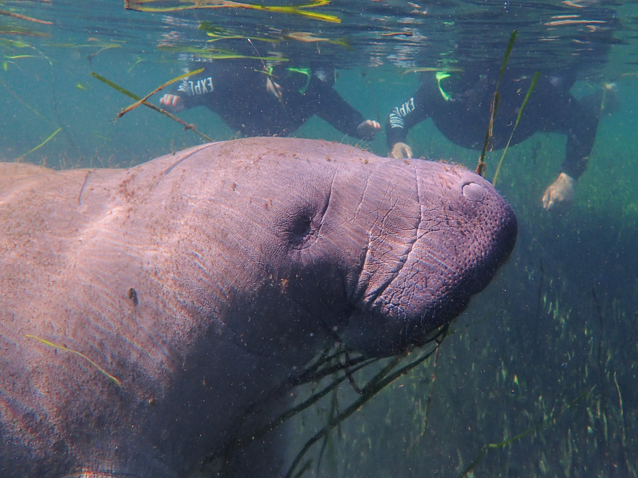 Manatee Swim Tours