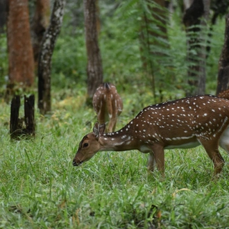 tourhub | Go Book Tours | Bandipur National Park Tour with Wayanad 