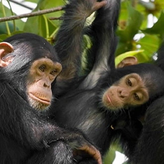 tourhub | 1000 Hills Safaris | 6-Day Rwanda Chimpanzee and Golden Monkey Trekking 