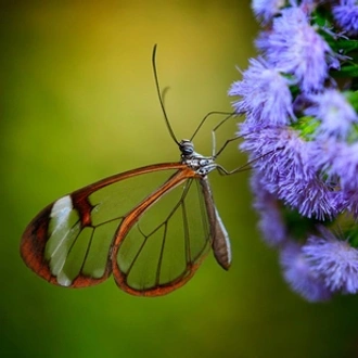 tourhub | Saga Holidays | Natural Wonders of Costa Rica - a wildlife haven 