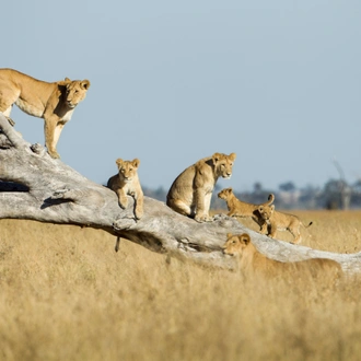 tourhub | Exodus Adventure Travels | Botswana & Zimbabwe Lodge Safari 