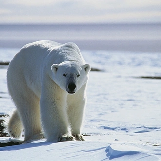 tourhub | Intrepid Travel | Spitsbergen, East Greenland and Iceland - Southbound 