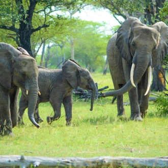 tourhub | Beach and Safari Holidays | From Arusha: 5 Days Classic Safari Cats, Calves & Crater 