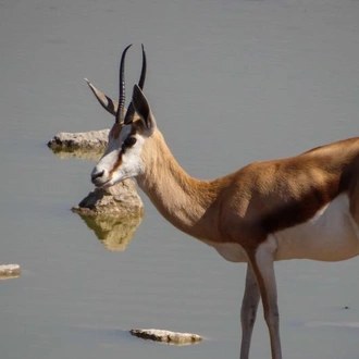 tourhub | Chameleon Safaris Namibia | 3 Day Etosha Budget Camping Safari 