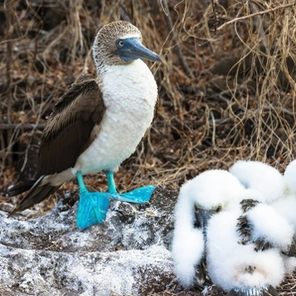 tourhub | Ecuador Galapagos Travels | 10 Days Galapagos Highlights Small Group Tour 