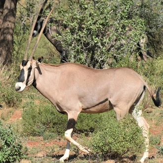 tourhub | Arrow Adventures Kenya | 7 Days Kenya Highlights Safari 