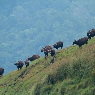 tourhub | Agora Voyages | Cochin to Thekkady & Alleppey 