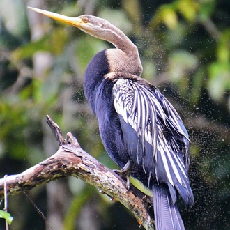 tourhub | Explore! | Borneo Wildlife Highlights 