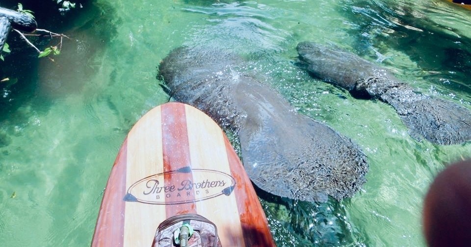 Orlando Manatee and Natural Spring Adventure Tour at Blue Springs