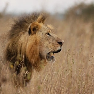 tourhub | Jossec Tours and Safaris | 3 DAY MASAI MARA SAFARI ADVENTURE . 