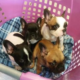 French Bulldogs by Jessicah - Home