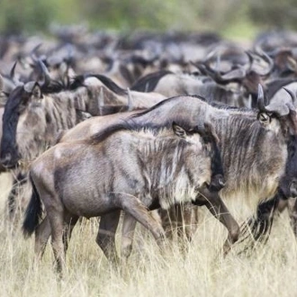 tourhub | Widerange African Safaris | 5 Days Popular Tanzania Serengeti migration Safari Tour in Southern Ndutu 