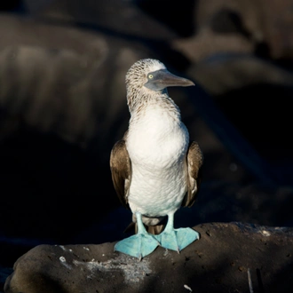 tourhub | Exodus Adventure Travels | Galapagos & Amazon (Archipel I) 