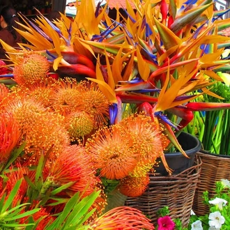 Tropical flowers in Funchal Market
