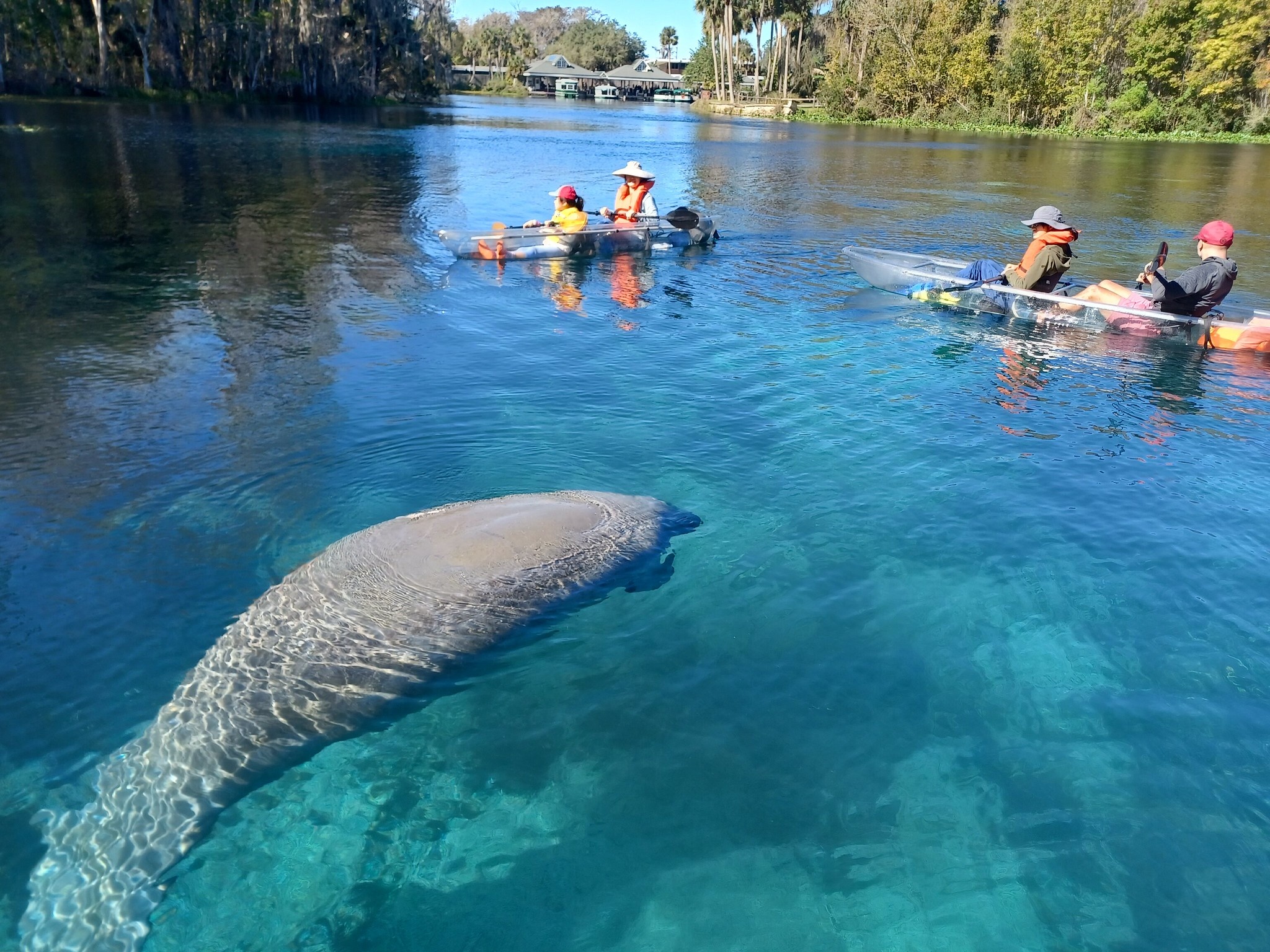 Manatees and Monkeys Clear Kayak or Clear Paddleboard Adventure at Silver Springs