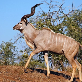 tourhub | Timeline Travel | Kruger National Park and Panorama Route 