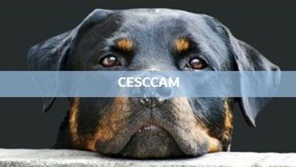Représentation de la formation : Classe virtuelle - Certificat d'Etudes pour les Sapiteurs au Comportement Canin et Accompagnement de Maîtres