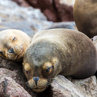 tourhub | Lima Tours | 3 Days Ballestas and Nazca Lines 