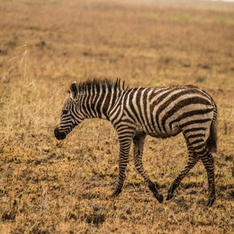 tourhub | Eddy tours and safaris | 7 Days Serengeti Migration. 