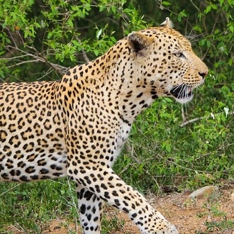 tourhub | Amatungulu Tours | 4 day - Kruger National Park Safari and Panorama Route Tour 