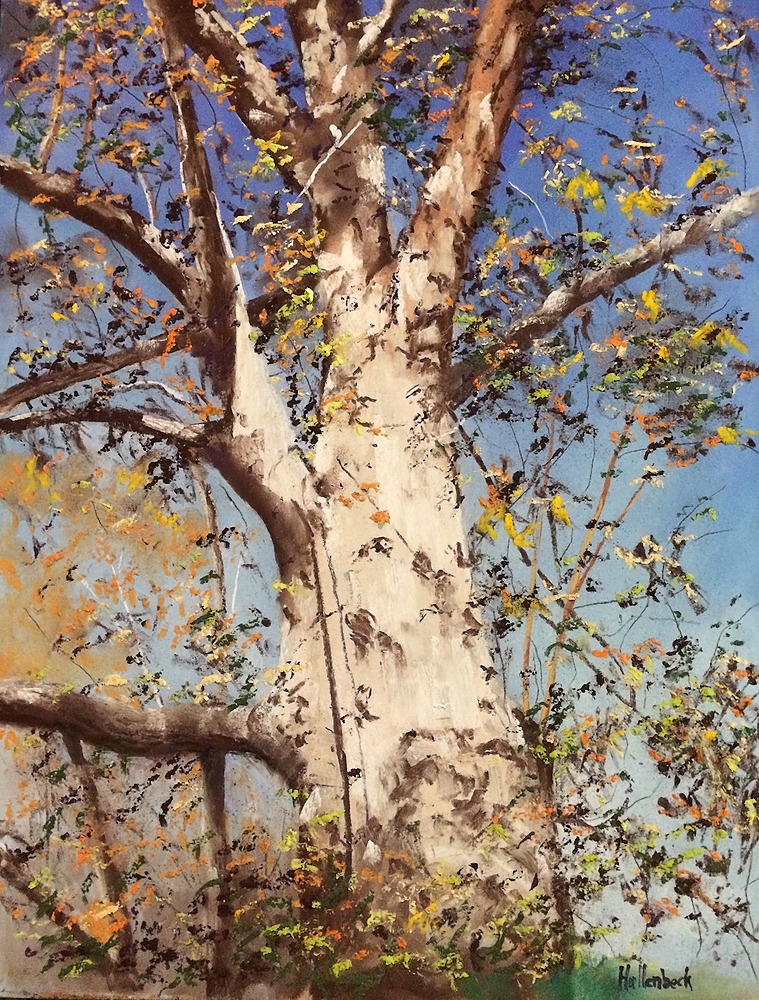 Sycamore Tree by Jim Hallenbeck