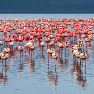 tourhub | On The Go Tours | Lake Nakuru, Uganda & Gorillas (Accommodated) - 14 days 