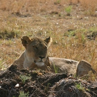 tourhub | Tanzania Royal Tours and Safaris | 6 Days Tanzania Luxury Serengeti tours 