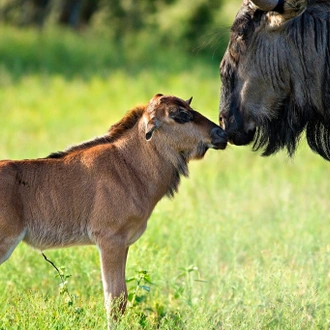 tourhub | Beach and Safari Holidays | From Arusha: 6 Day Classic Game Drive Serengeti & Ngorongoro 