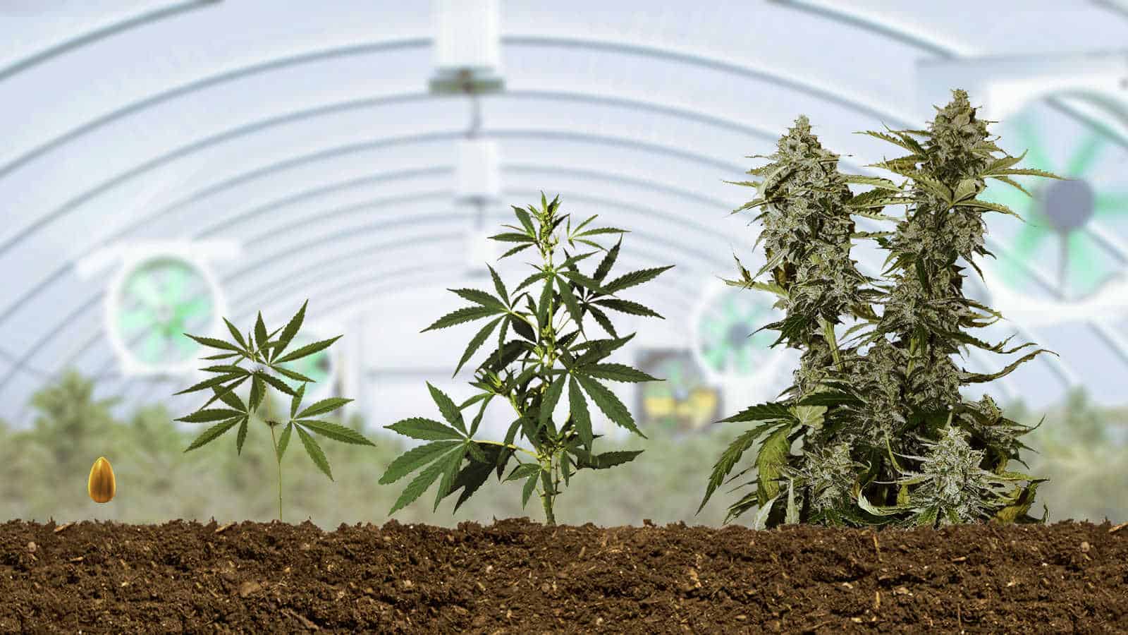 Tips for Growing Autoflower Cannabis Seeds