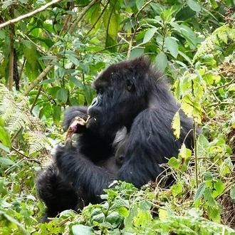 tourhub | Verdoro Safaris | 13-Day Wildlife and Gorilla Trekking Safari 