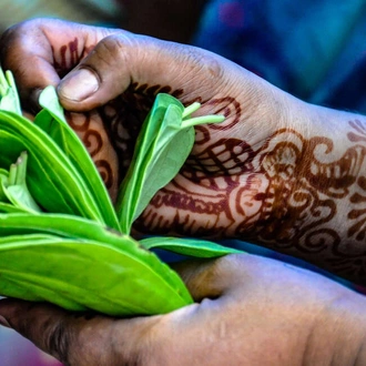 tourhub | Explore! | A Taste of Southern India - Temples and Tea Plantations 