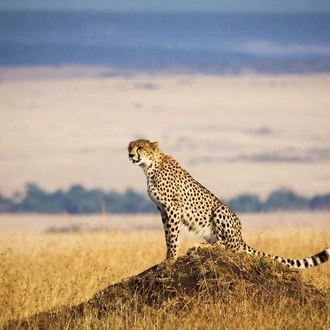 tourhub | Gracepatt Ecotours Kenya | 6 Days Amboseli, Lake Naivasha & Masai Mara Safari on 4x4 Jeep 