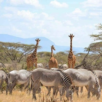 tourhub | Gracepatt Ecotours Kenya | 4 Days Ol Pejeta & Samburu National Reserve Safari  