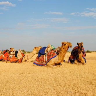 tourhub | Holidays At | Rajasthan Camel Safari Tour with Delhi and Agra 