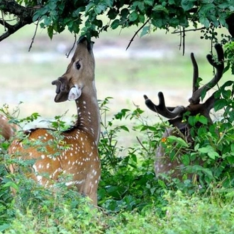 tourhub | Agora Voyages | Sunderban Mangrove Wetland - Tiger Reserve 