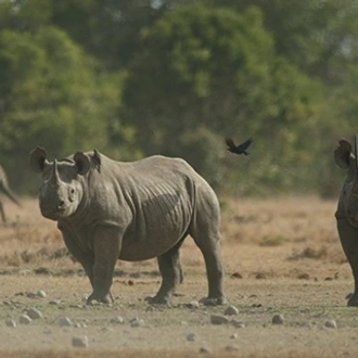 tourhub | Arrow Adventures Kenya | 6 Days Rhino Conservation Safari 