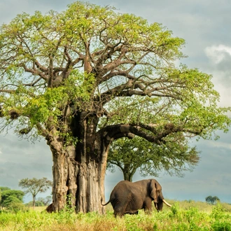 tourhub | Beach and Safari Holidays | Tarangire N.P., Lake Manyara N.P. + Ngorongoro Crater + Lake Natron 