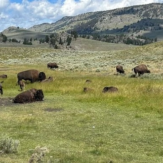 tourhub | G Adventures | Journeys: Iconic Wildlife of Yellowstone and Grand Teton 