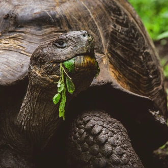 tourhub | Intrepid Travel | Galapagos In Focus (Grand Queen Bea) 