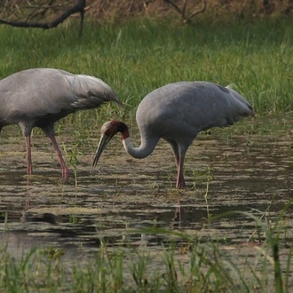 tourhub | Agora Voyages | Delhi to Agra & Bharatpur Birdwatching Excursion 