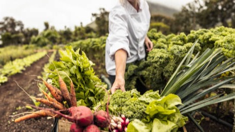 Représentation de la formation : La production légumière Bio en pratique