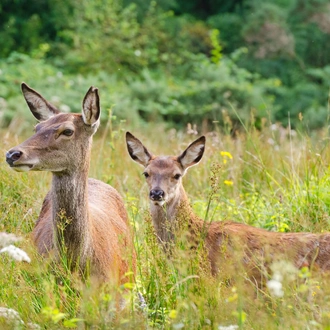 tourhub | Brightwater Holidays | Scotland: Highland Wildlife Safari 4656 