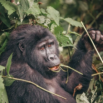 tourhub | Intrepid Travel | Premium Rwanda & Gorillas of Uganda 