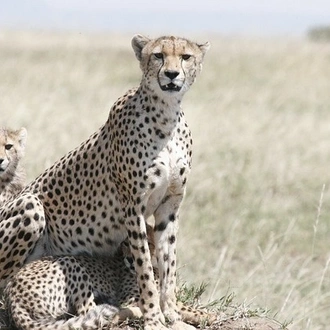 tourhub | Eddy tours and safaris | The best 6 Days Serengeti Safari. 