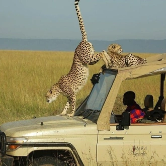 tourhub | Across Africa Tours Travel | 4 Days/3 Nights Adventure in Maasai Mara – Lake Nakur 