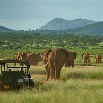 tourhub | Gracepatt Ecotours Kenya | 7 Days Best of Kenya Wildlife Safari on a 4x4 Land Cruiser Jeep 