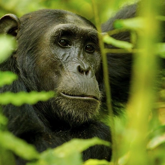 tourhub | Exodus Adventure Travels | Chimps & Gorillas of Uganda 