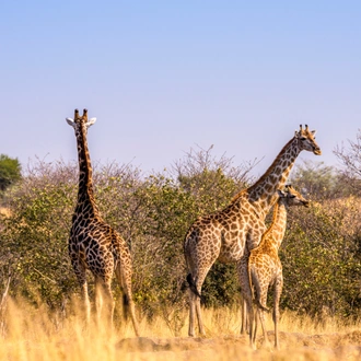 tourhub | Exodus Adventure Travels | Wildlife & Wilderness of Botswana 