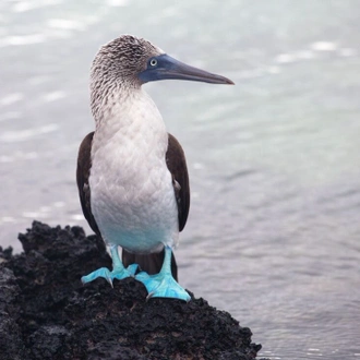 tourhub | Intrepid Travel | Galapagos Encounter: Southern Islands (Grand Queen Beatriz) 