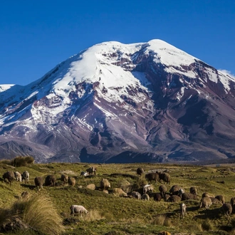 tourhub | Ecuador Galapagos Travels | 13 Days Andes and Amazon Journey 